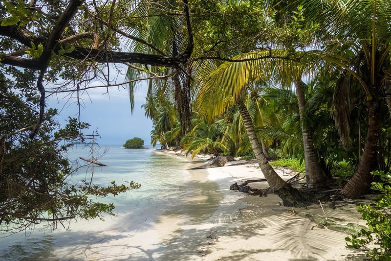 Palm Trees and Beach